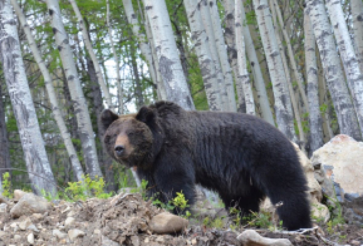 На территории Хабаровского края активизировались бурые медведи