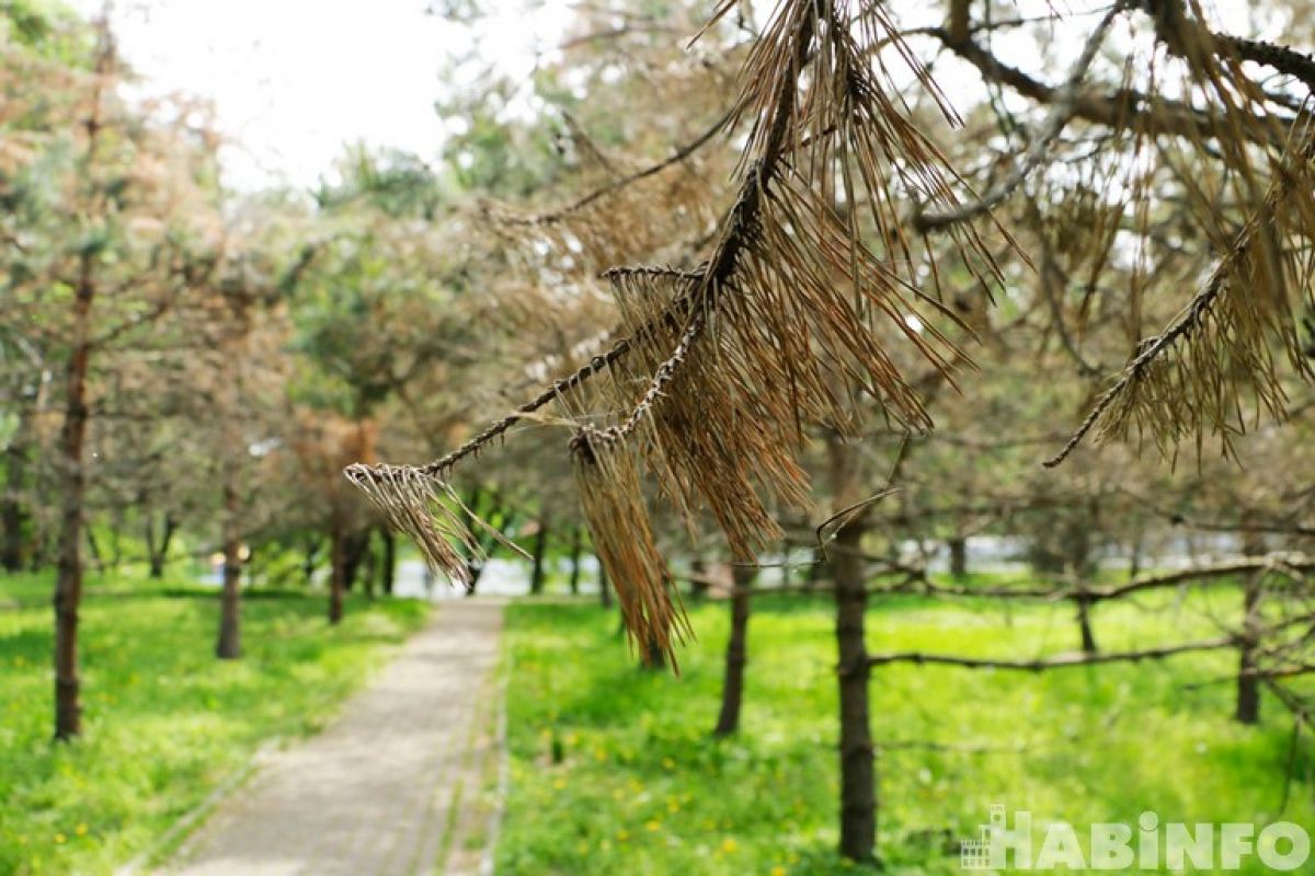 В парке «Динамо» спилят несколько десятков сосен