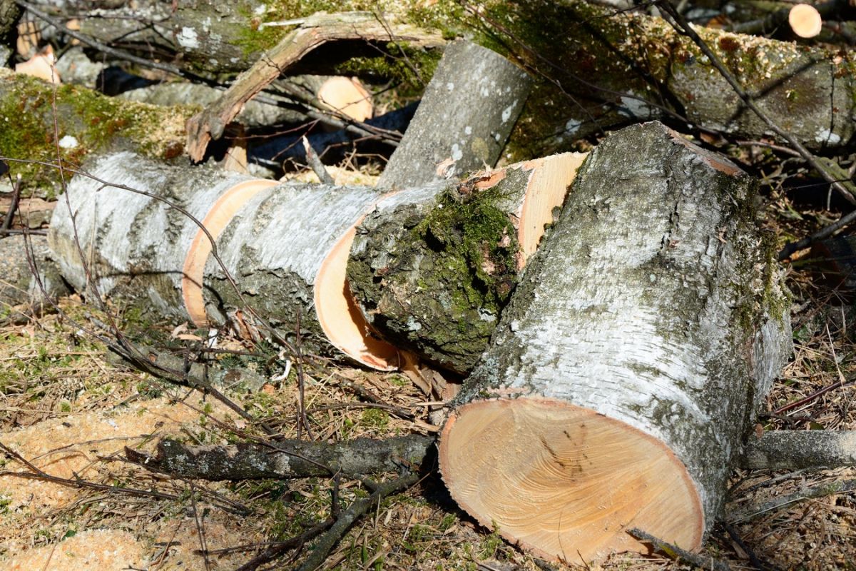 Семеро жителей Хабаровского края пойдут под суд за незаконную рубку леса