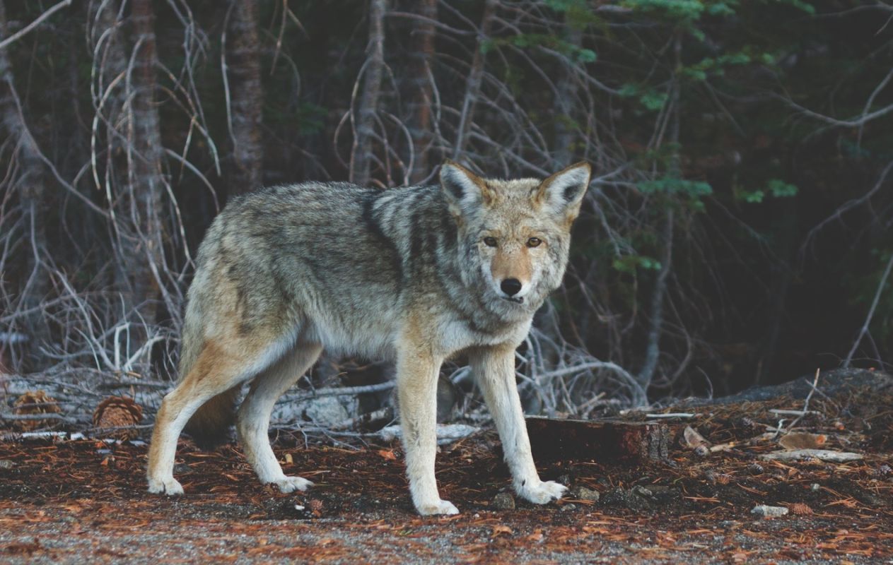 В Хабаровском крае начался приём заявлений на добычу волка