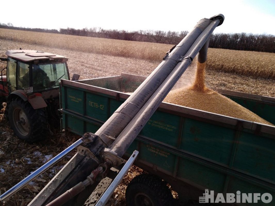 Дела кукурузные: как обстоят дела с урожаем в Хабаровском крае
