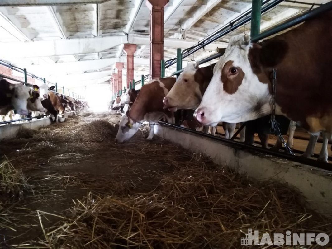 Зачем в Хабаровске выращивают швейцарских коров
