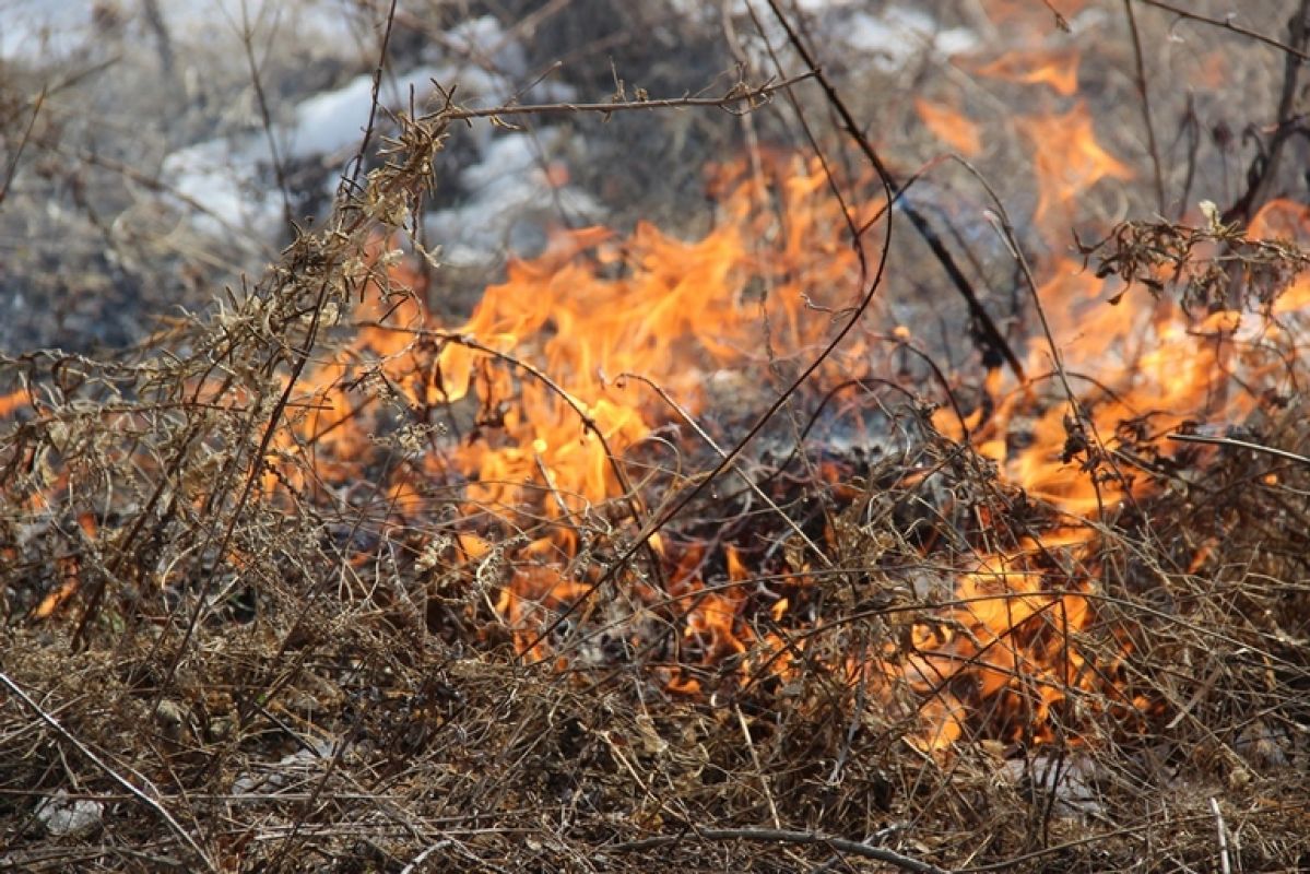 Будем гореть: масштабные пожары ожидаются нынешним летом