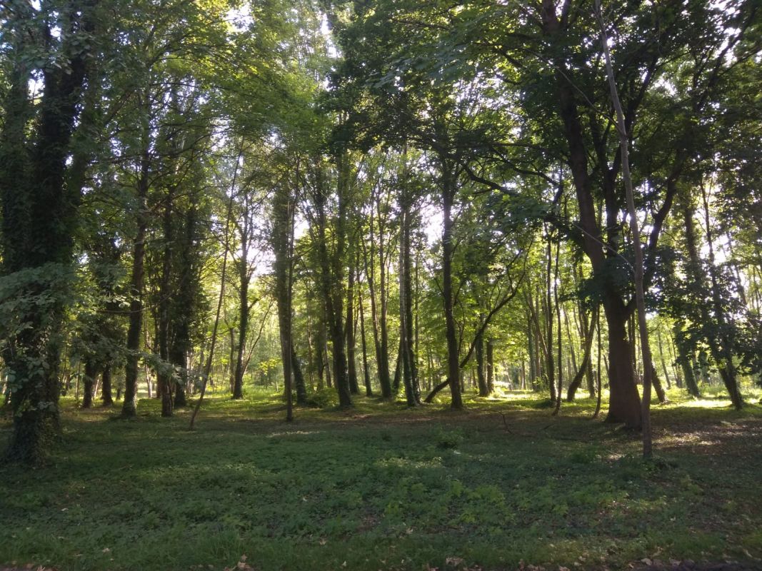 В Хабаровском крае стартовал процесс сбора семян лесных культур