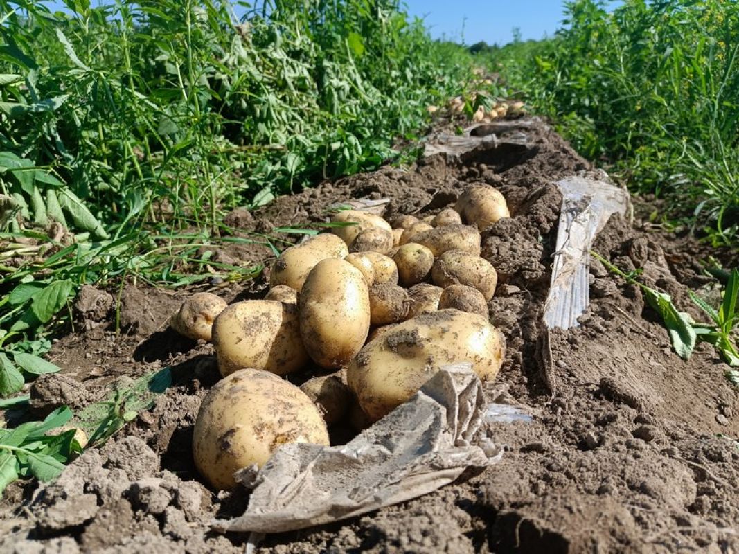 Коломбо из Марусино: как на семейной ферме выращивают картофель
