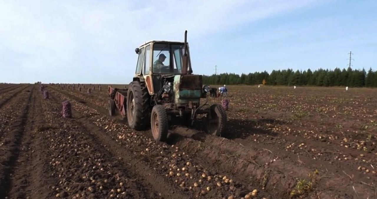 Побольше картошечки - фермеры увеличивают площадь посевных