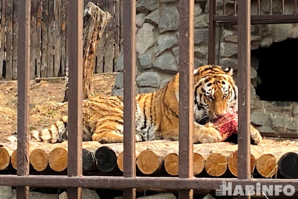 Тайны звериного меню: чем кормят обитателей Приамурского зоосада