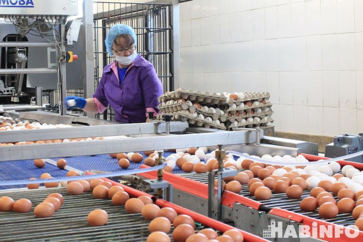 Куриное родительское стадо увеличивают на птицефабрике Хабаровска