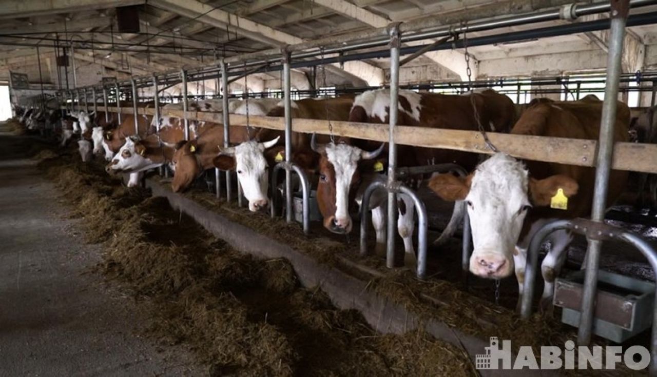 Ещё больше молока: 99 коров привезли в Хабаровский край