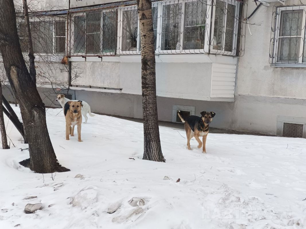 Стая бродячих собак напала на ребенка в Хабаровске