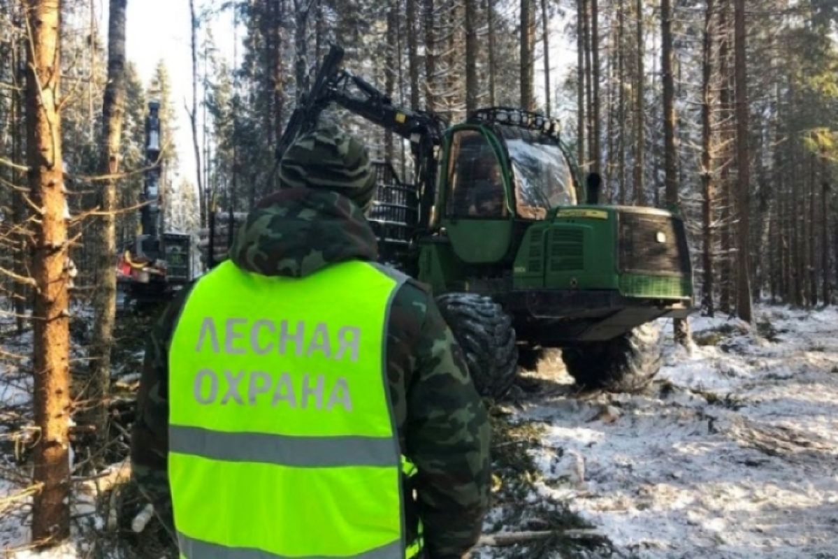 В Хабаровском крае усилен контроль за вырубкой елей в преддверии праздников