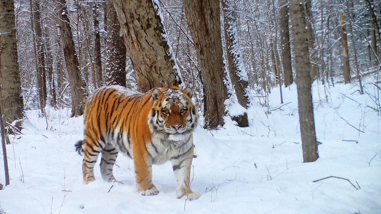Документальный фильм об Уссурийском заповеднике можно посмотреть онлайн