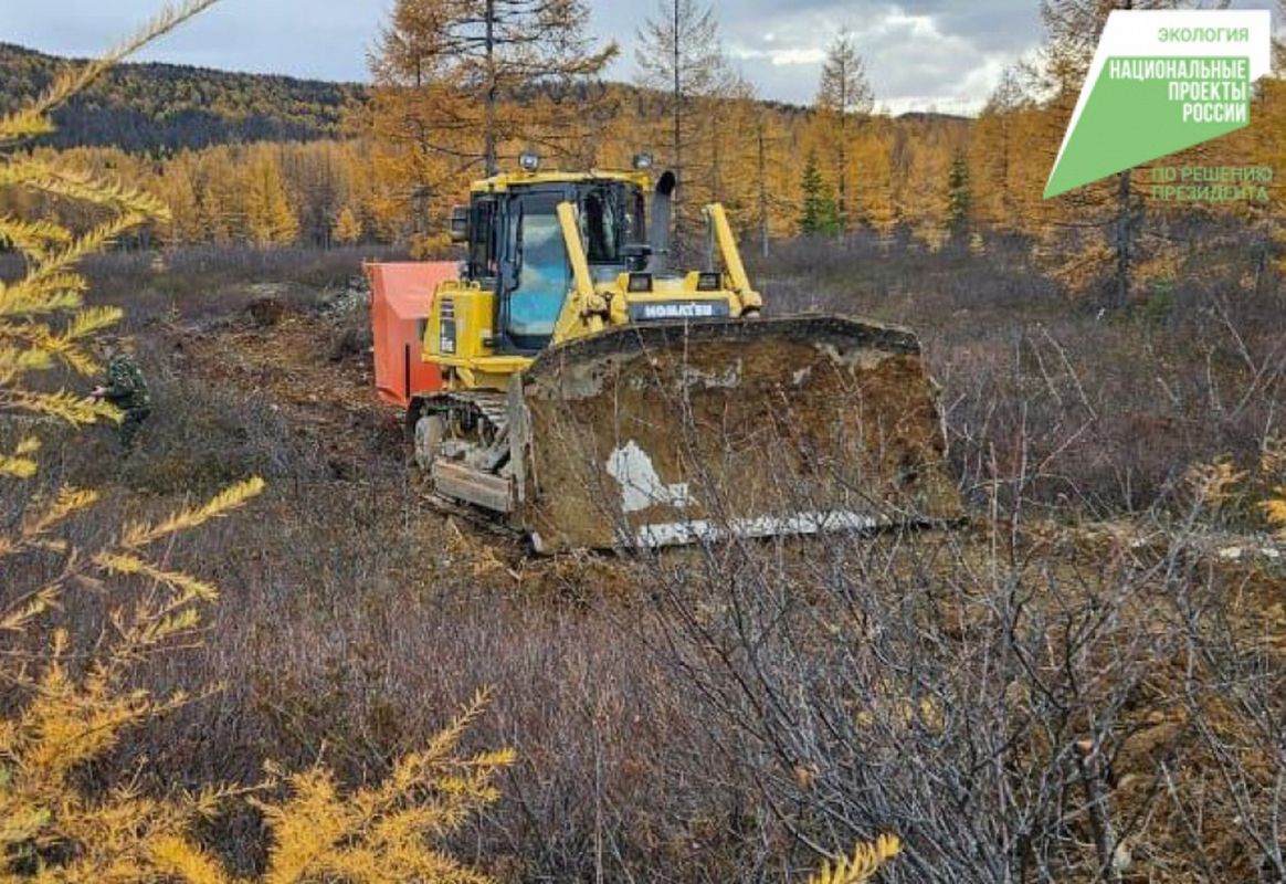 Хабаровские старатели в 2024 году высадили лес на площади 102 гектара