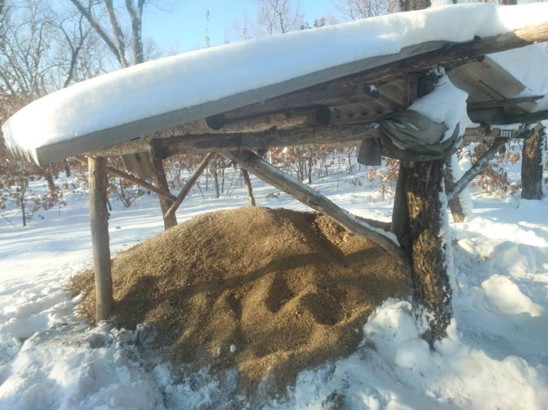 Охотхозяйства Амурской области усиливают подкормку животных после снегопадов