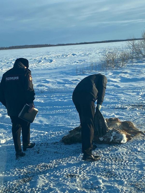 Браконьеры открыли охоту на косуль во время их вынужденной миграции в Приамурье