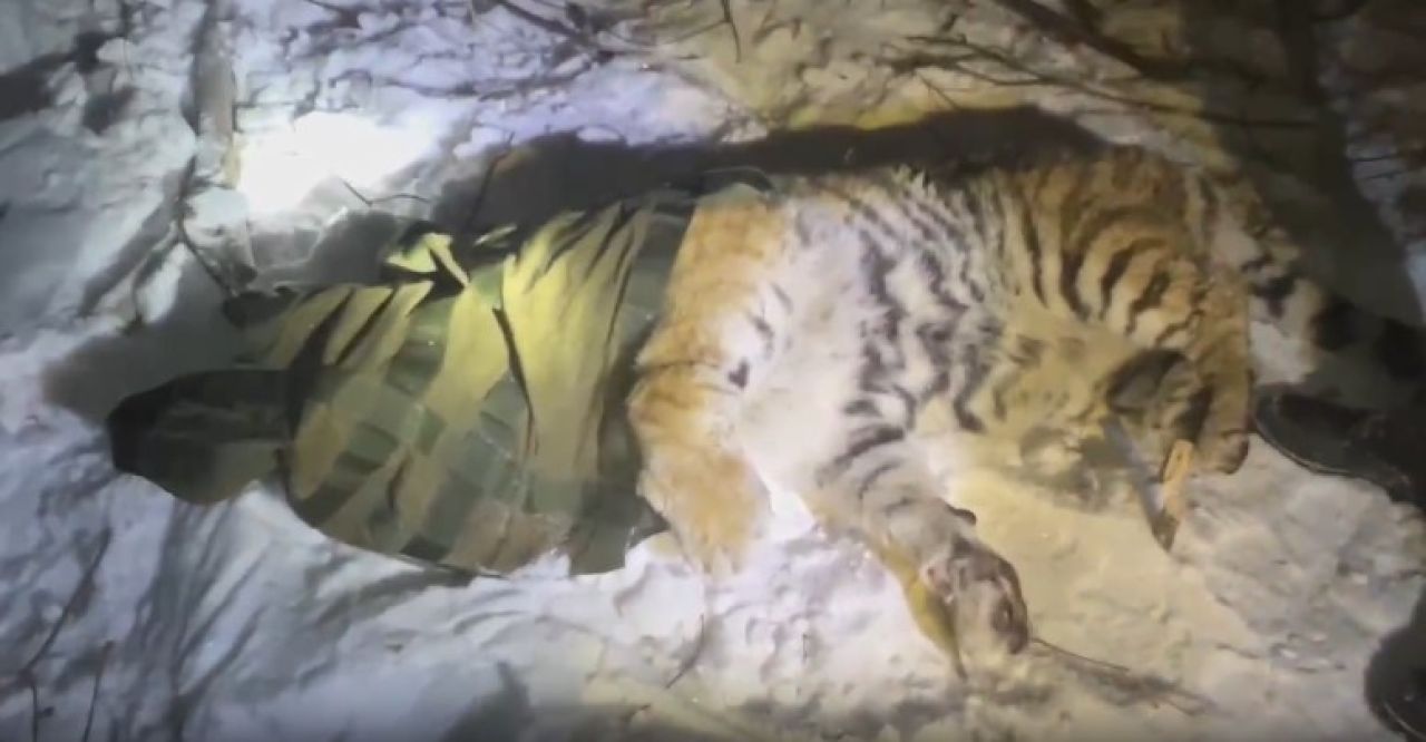 В Вяземском районе Хабаровского края отловили амурского тигра