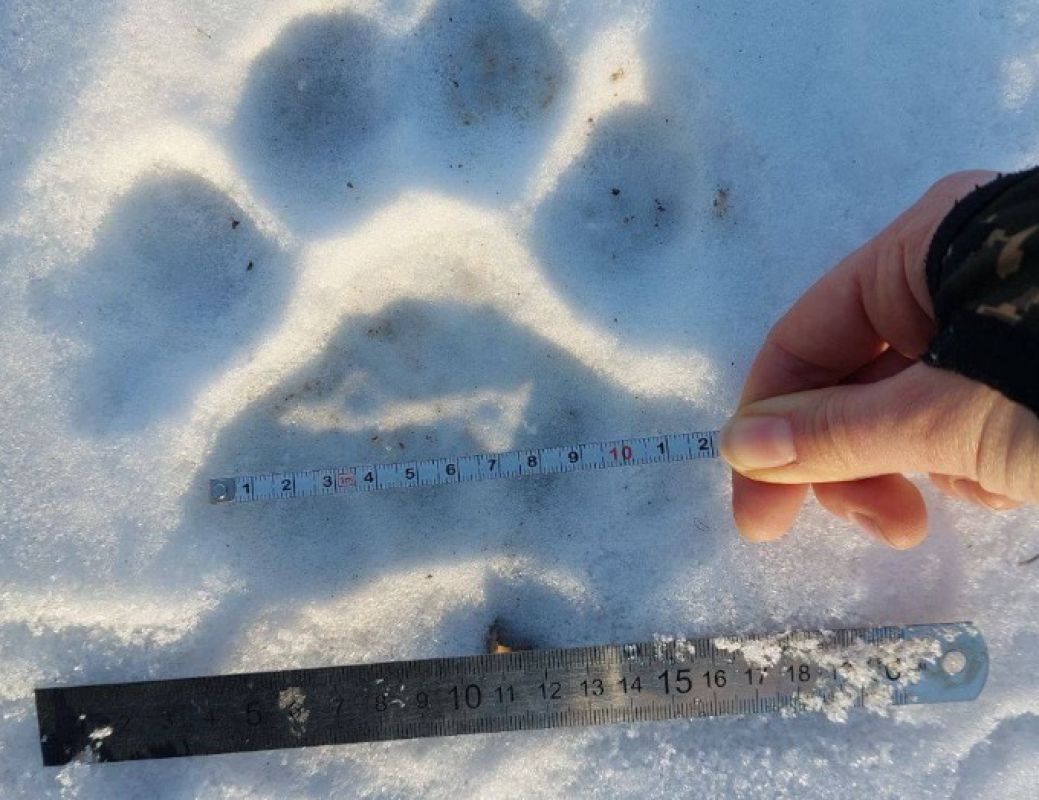 В заповедниках Приморья провели учёт кормовой базы амурского тигра и леопарда