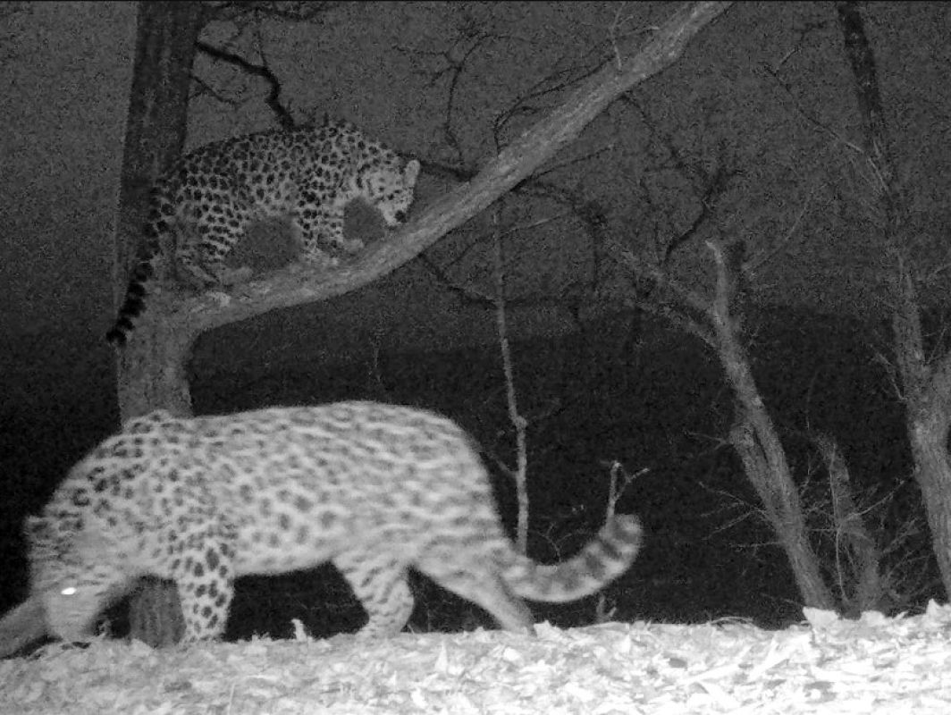 В Приморье фотоловушка впервые засняла свидание леопардов на дереве