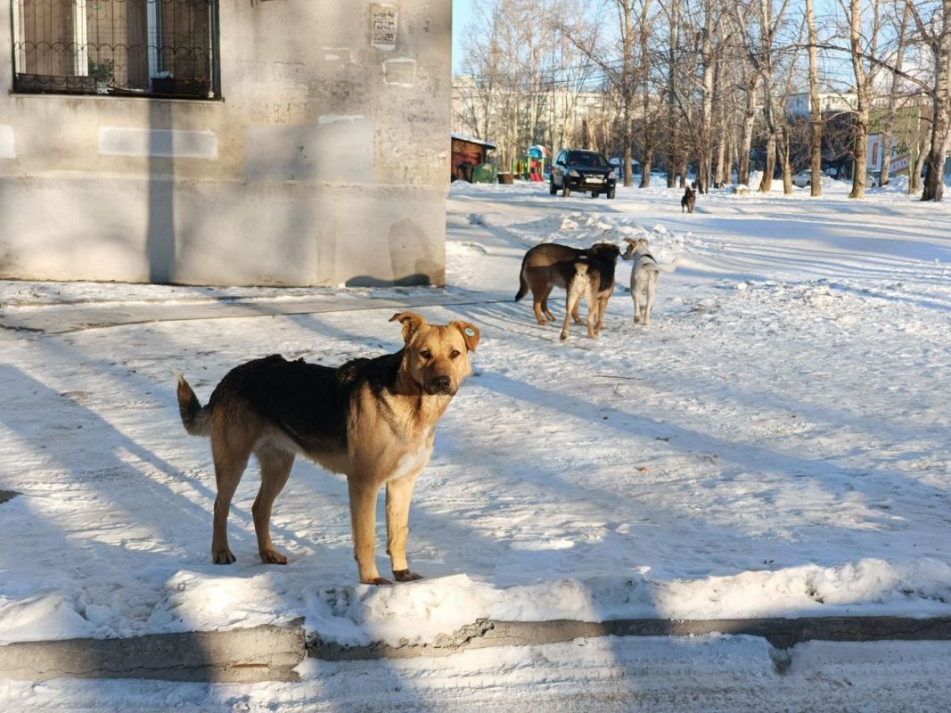 Более 30 бродячих собак пойманы за прошлую неделю в Хабаровске
