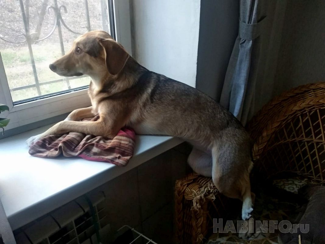 Как защитить от&nbsp;клещей хабаровских четвероногих друзей