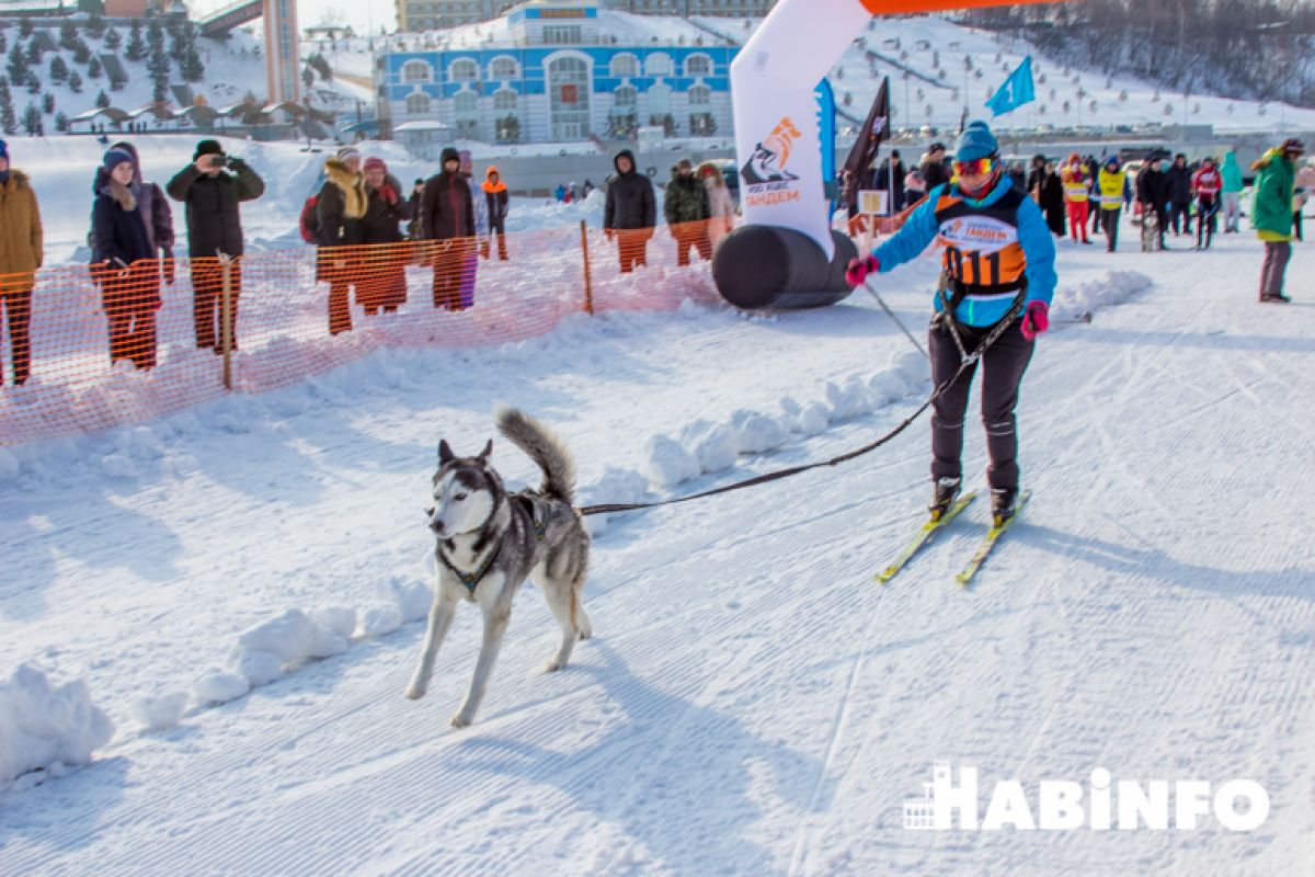 По снегу на собаках: юбилейная «Амурская метель» пройдёт в Хабаровске