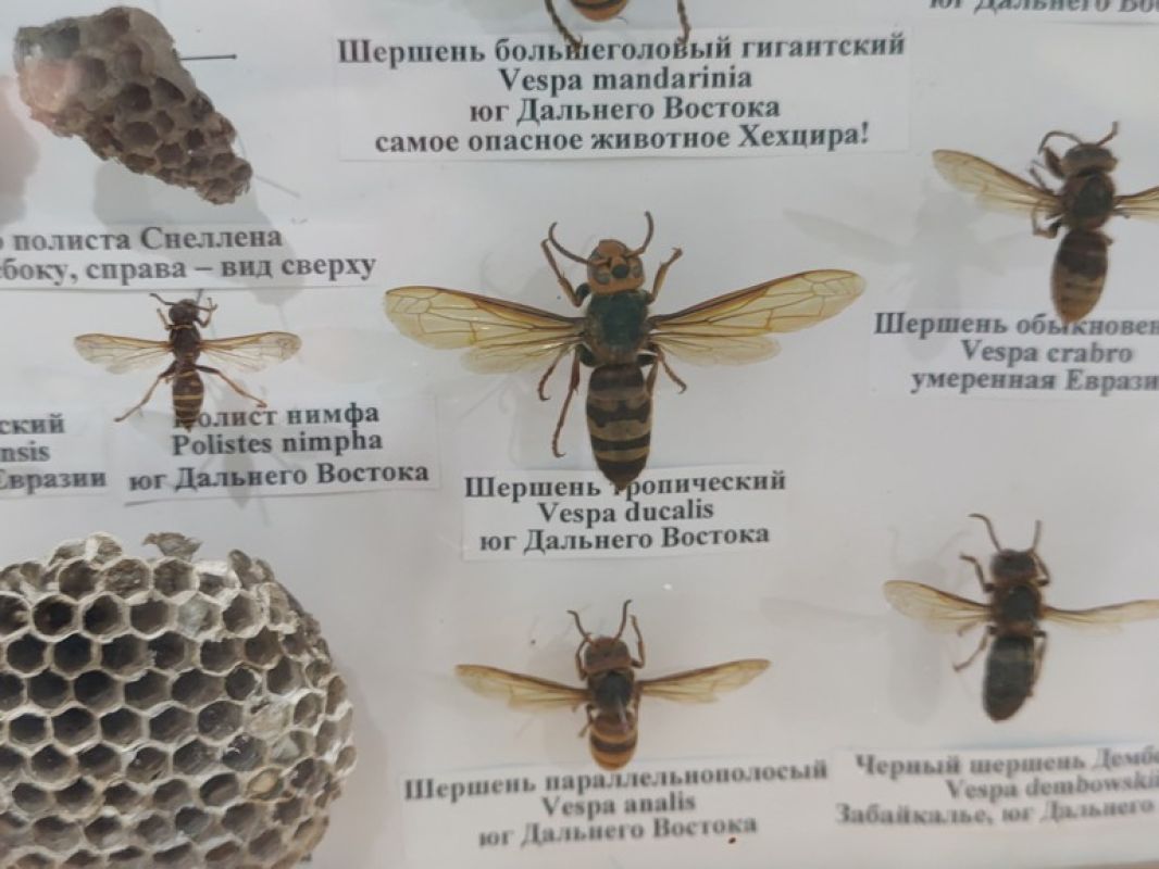 Бабочки-вампиры, комары-веганы: развеиваем мифы о насекомых края