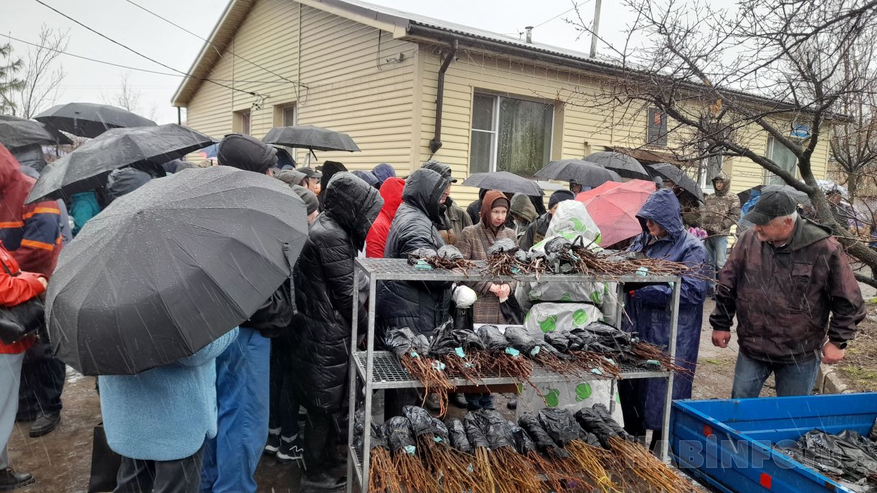 Хабаровские дачники выбирают местные саженцы