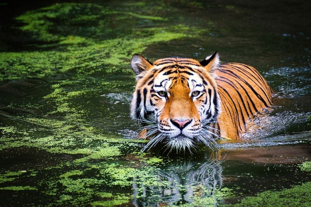 Амурских тигров на охраняемых территориях достаточно: «Заповедное Приамурье» подвело итоги 2020 года