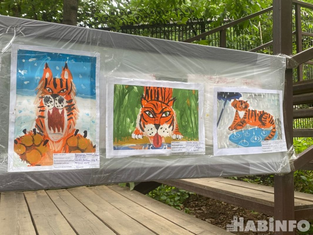 Оранжевый сумбур: день тигра в хабаровском зоосаде   