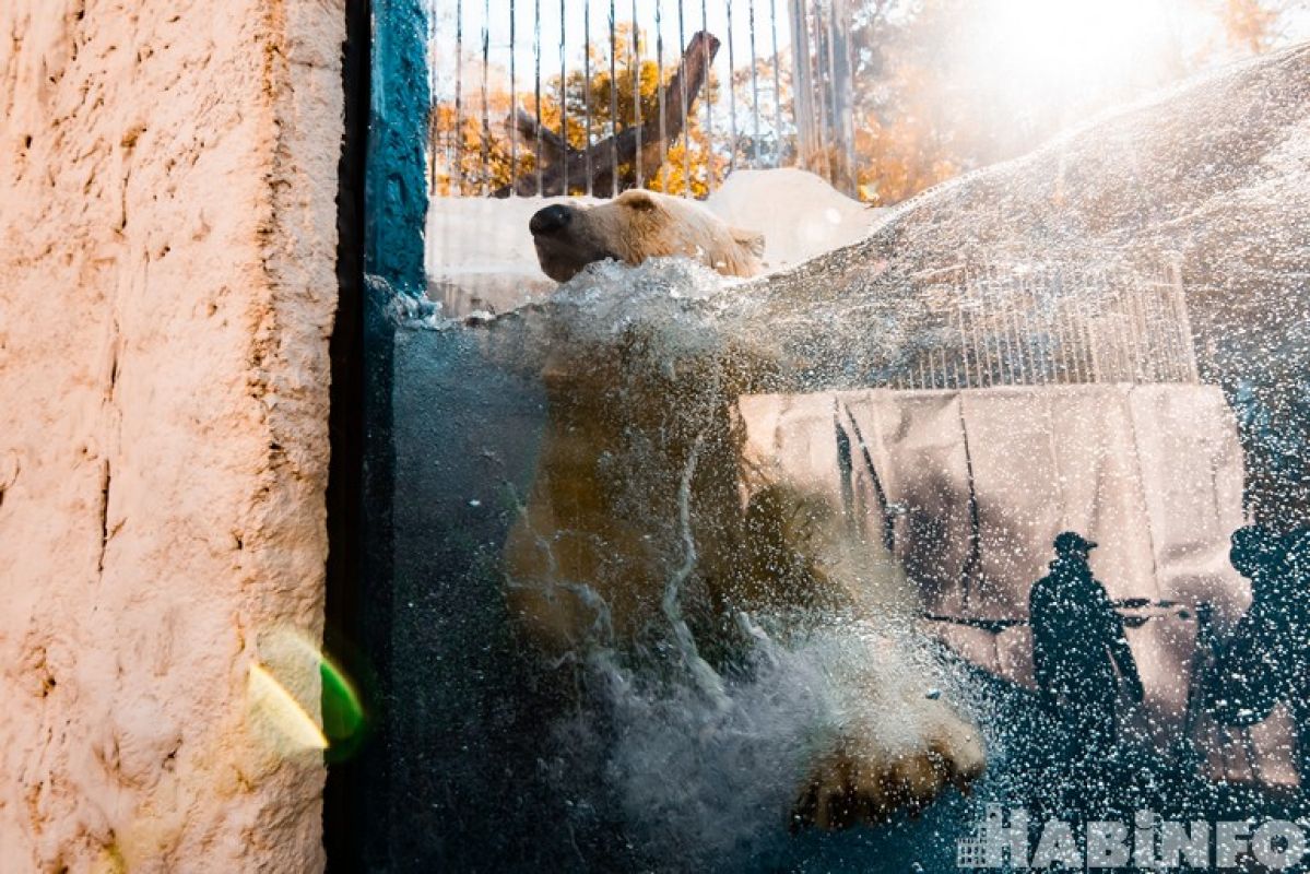 В Приамурском зоосаде новый белый медведь. Он – классный!