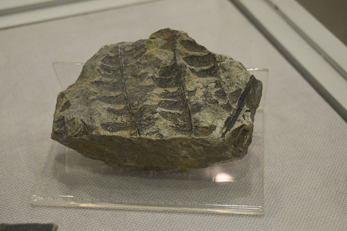 О чём молчит камень: пополнение палеонтологической коллекции Гродековского музея