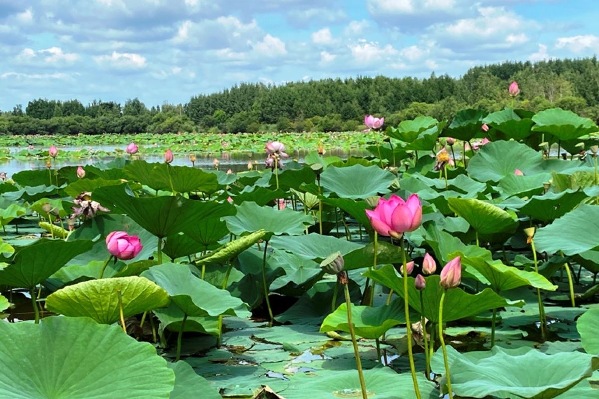 Лотосы в Хабаровске: «сезон охоты» на краснокнижные растения заканчивается