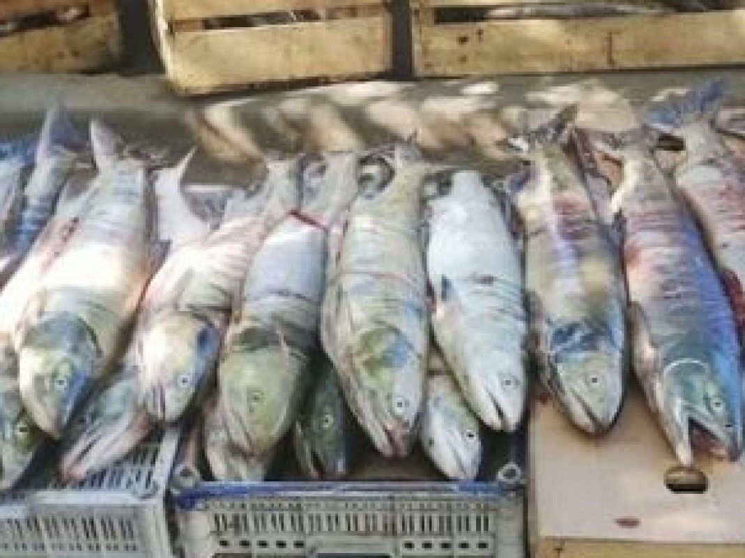 Роспотребнадзор предупредил хабаровчан об&nbsp;опасной рыбной продукции «предприятия-призрака»