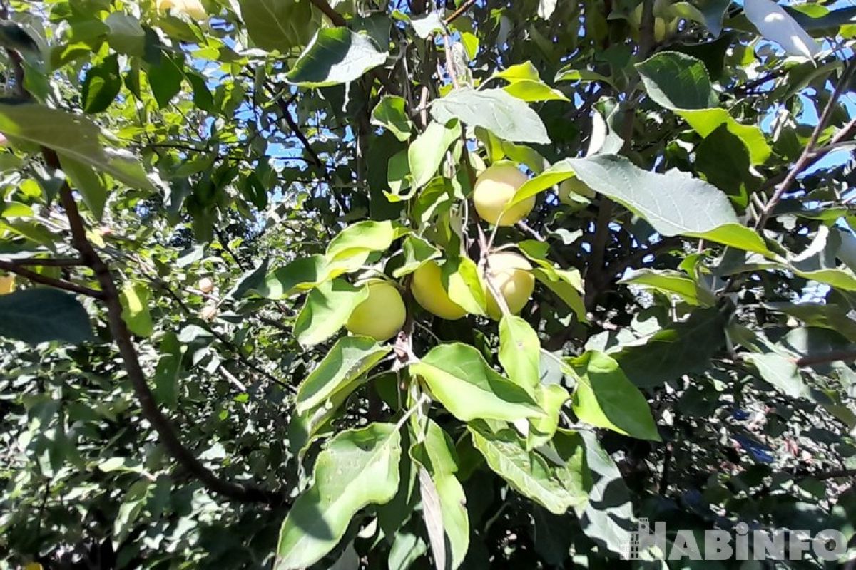 Праздник с сочными плодами: как вырастить яблоню