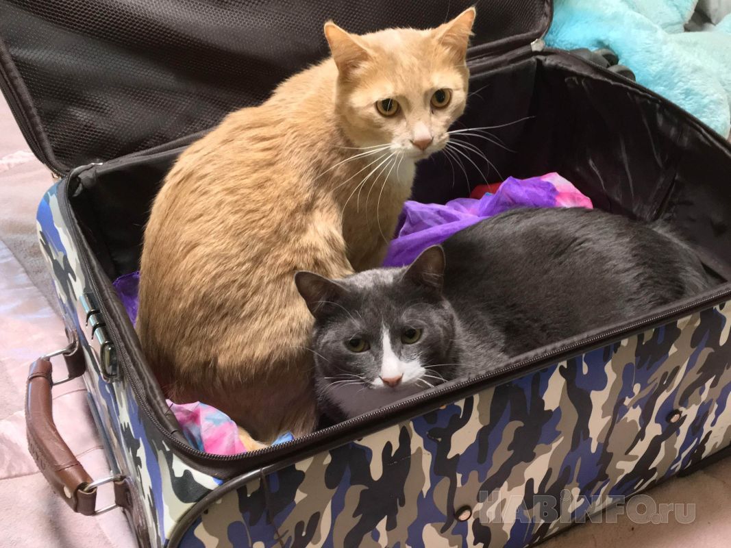 Хабаровская авиакомпания обновила правила перевозки животных