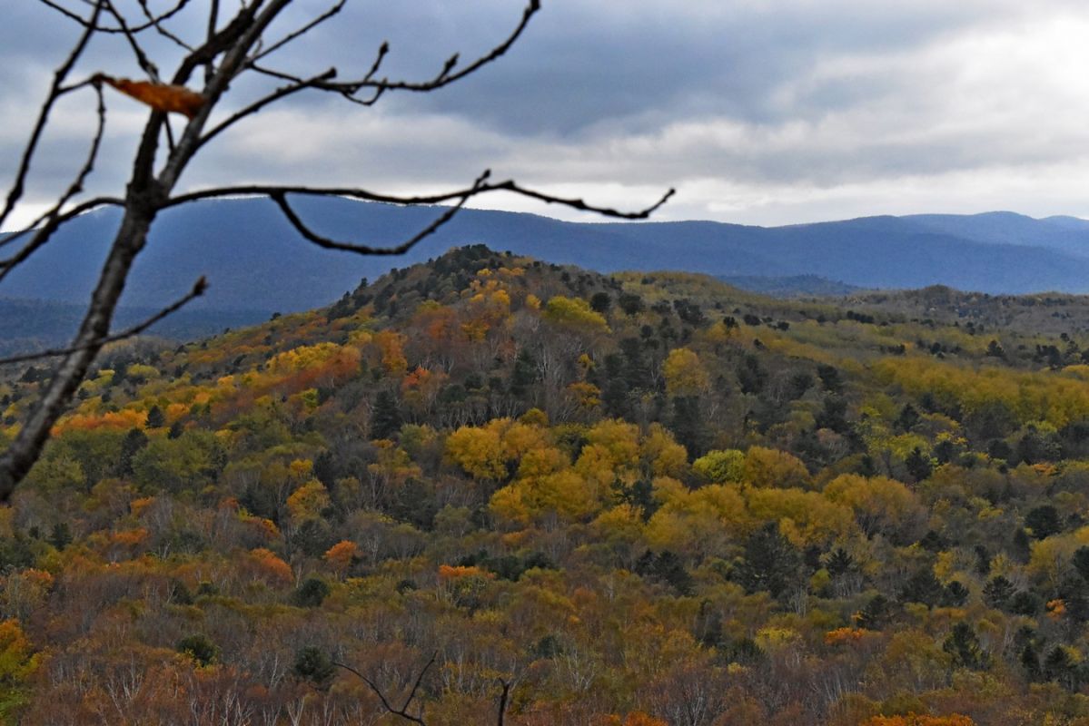 Шесть новых школьных лесничеств создадут в&nbsp;Хабаровском районе