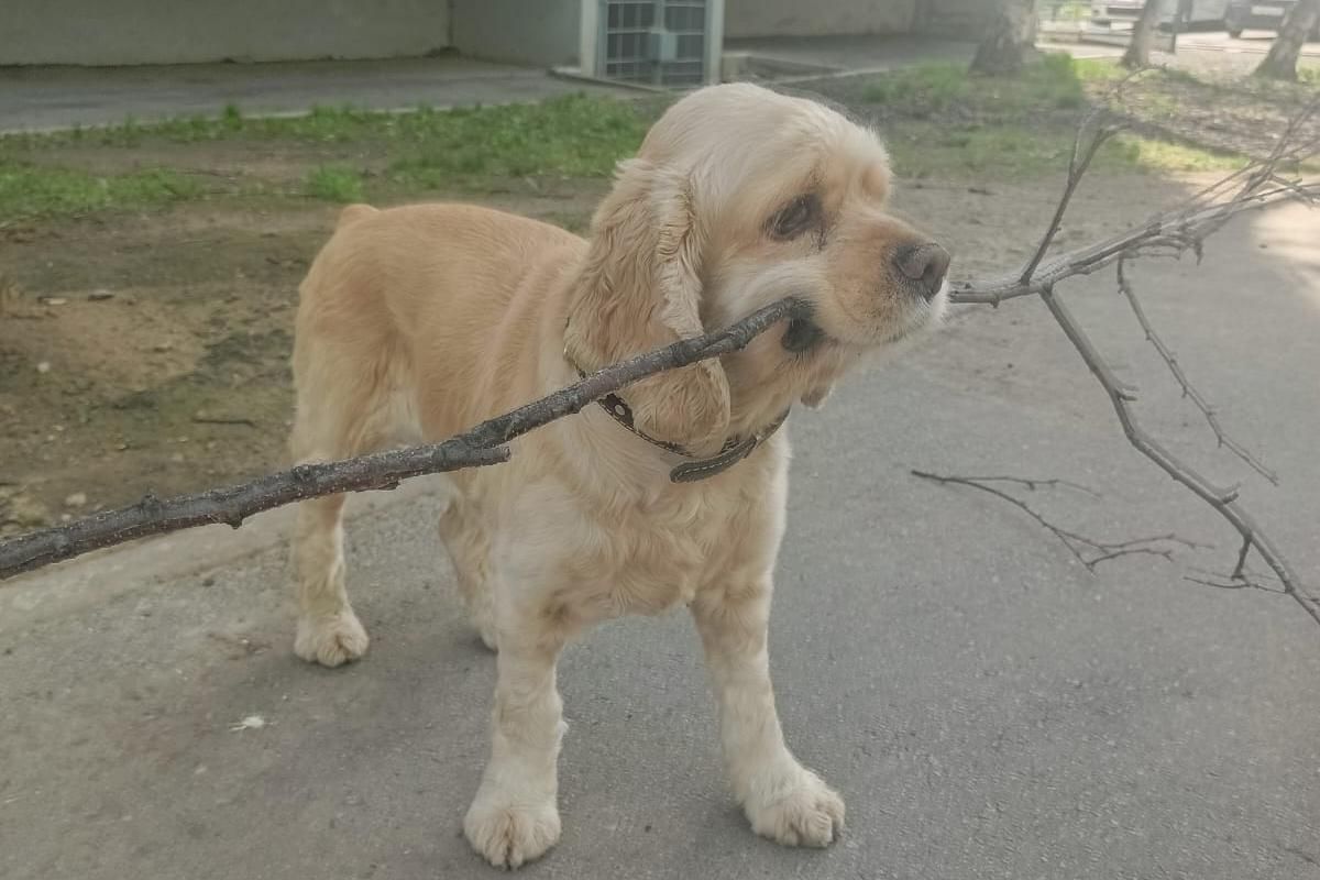 Суд обязал создать приют для&nbsp;безнадзорных животных в&nbsp;Советской Гавани