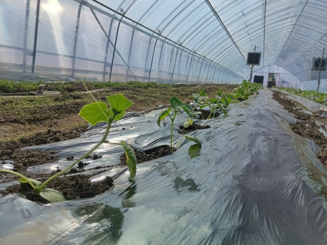 В Хабаровском крае выявили нарушения по&nbsp;содержанию нитратов и&nbsp;пестицидов в&nbsp;овощах