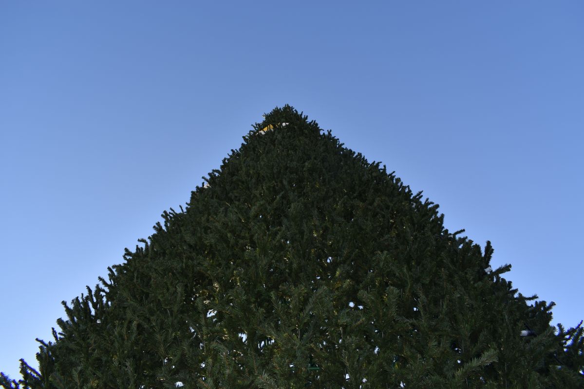 Конкурс новогодних игрушек «Зимняя фантазия» стартует в&nbsp;зоосаде «Приамурский» в&nbsp;Хабаровске