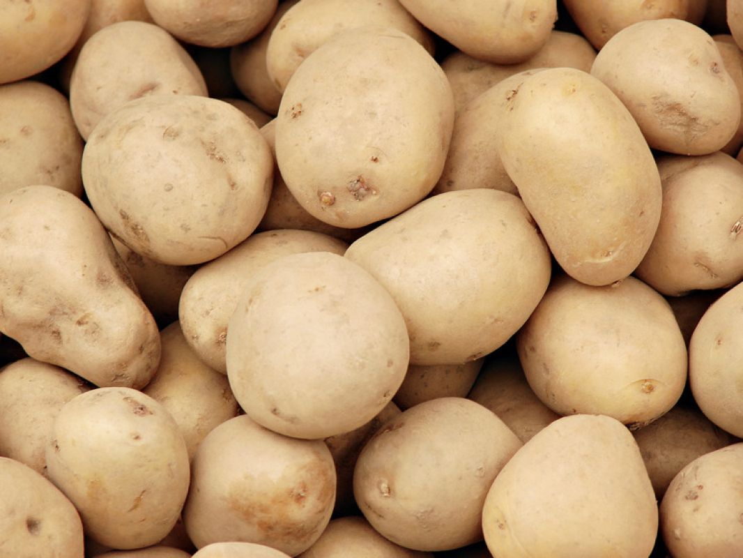 Не корнеплод - золото: могут ли хабаровчане сами себя обеспечить картошкой