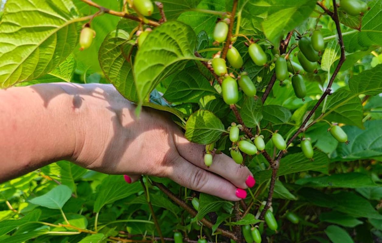 Выносливый «мини‑киви» плодоносит даже в&nbsp;суровом хабаровском климате
