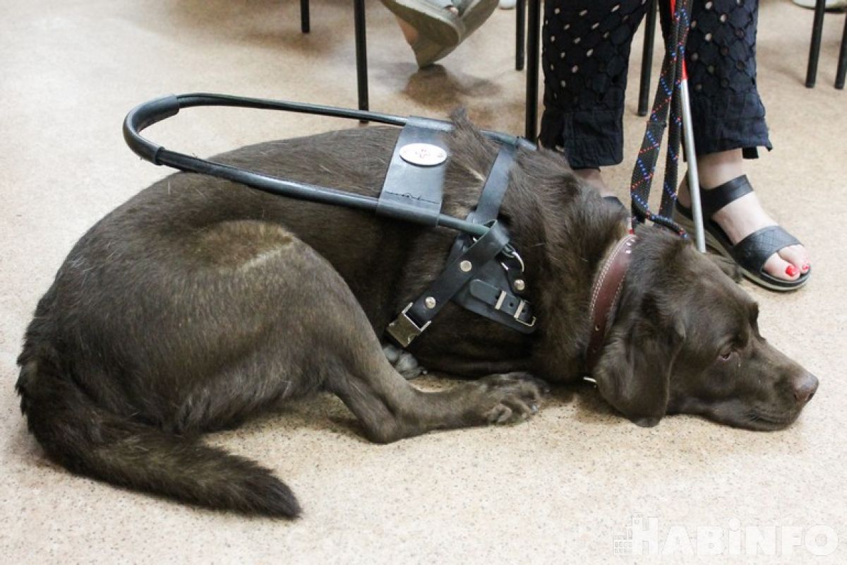 Как хабаровчанину с&nbsp;инвалидностью получить собаку-проводника