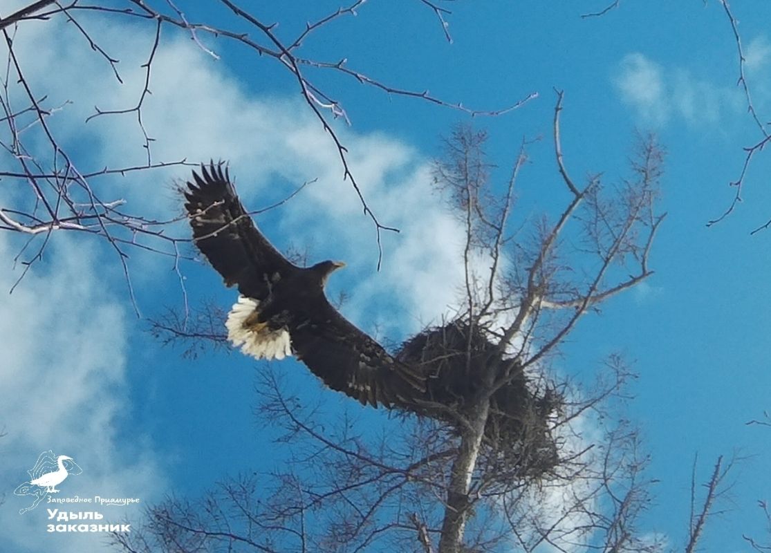 Белоплечий орлан в&nbsp;объективе: учёные подвели итоги исследования в&nbsp;Хабаровском крае