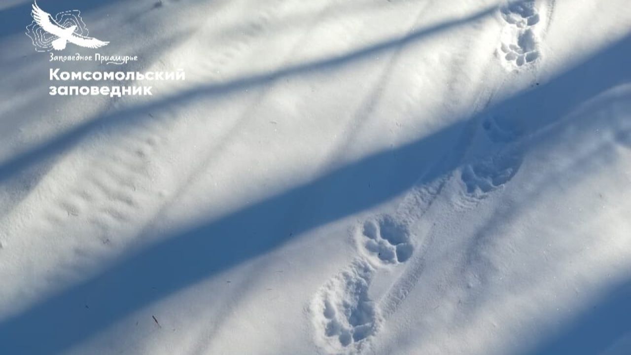 Хищник вернулся: у&nbsp;Комсомольского заповедника замечены следы тигра