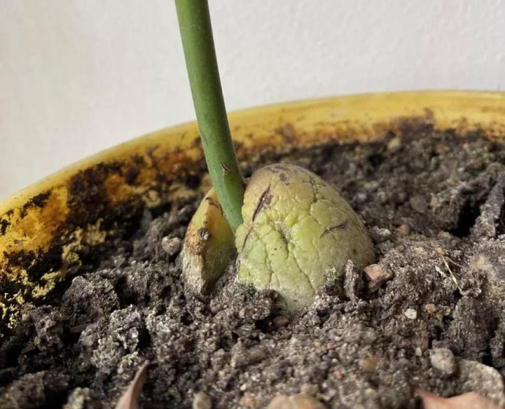 Как вырастить авокадо на подоконнике