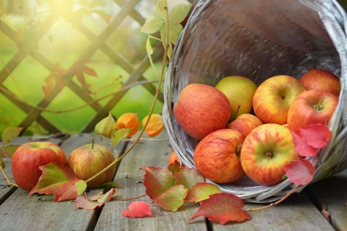 Яблочный спас: собираем урожай