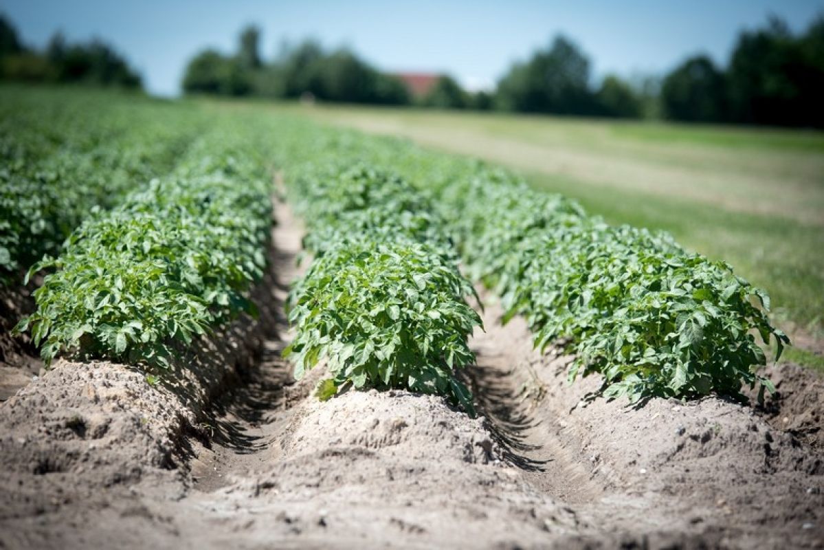 Константин Скорик: как собрать достойный урожай картофеля