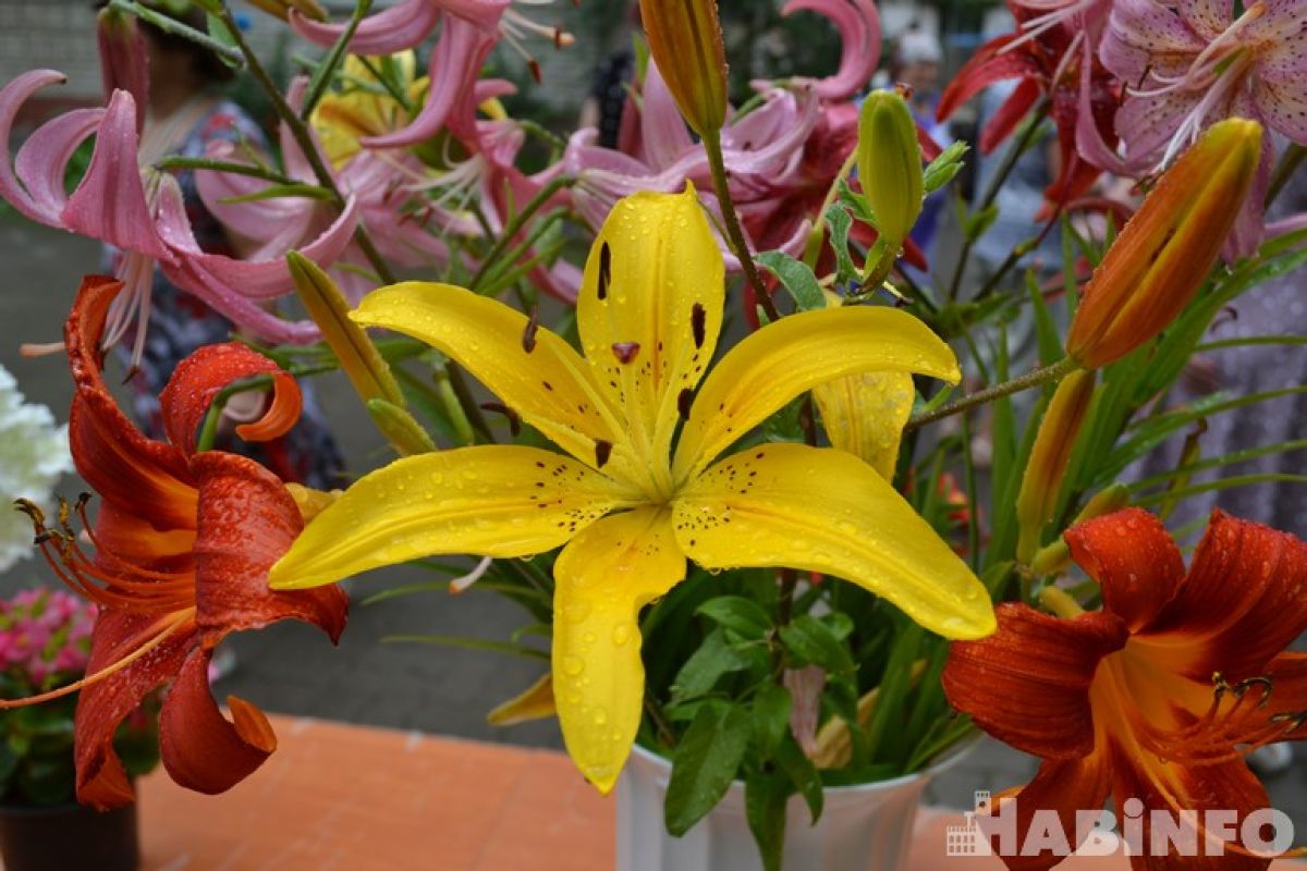 В хабаровском центре работы с населением «Доверие» состоялась выставка цветов