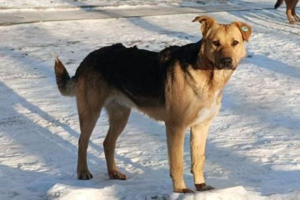 В Хабаровском крае суд взыскал 200 тысяч с&nbsp;мужчины, выстрелившего в&nbsp;подростка через&nbsp;стену сарая