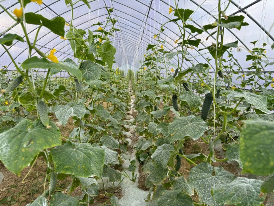 Более 40 миллионов рублей выделено тепличным комплексам Хабаровского края в&nbsp;этом году